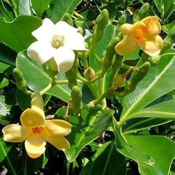 Pua kenikeni perfume blume samen – heirloom non-gmo fragrant blooms for garten anpflanzung
sale samen for home garten
