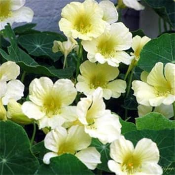 Weiß nasturtium blume samen for anpflanzung vibrant colors heirloom & gmo free samen for home garten
sale samen for home garten anpflanzung
