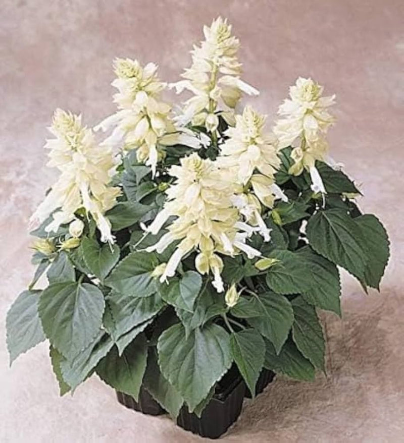 Weiß salvia vista samen for summer window box anpflanzung