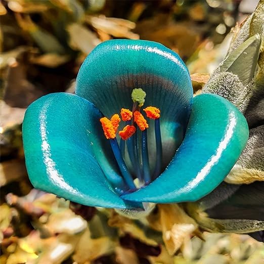 Semillas de flores para sembrar de la variedad Violett Sapphire Tower – tolerantes a la sequía – variedad tradicional y sin modificación genética, semillas para el jardín doméstico