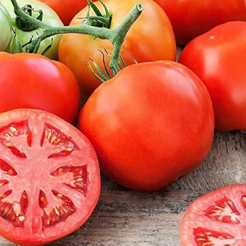 Tomato solanum lycopersicum für aussaat in urban garten or home garten
