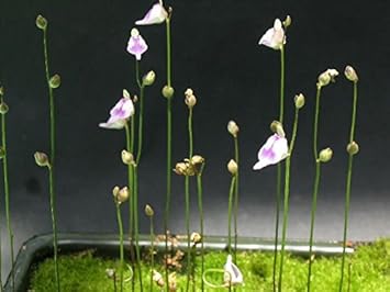 Utricularia arenaria blume samen for anpflanzung - cottage garten essential, heirloom & gmo free samen for home garten
sale for anpflanzung in home garten.