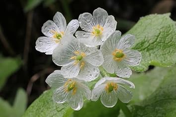 Transparent skeleton blume samen for anpflanzung - easy to grow, heirloom & gmo free samen for home garten
sale samen for home garten