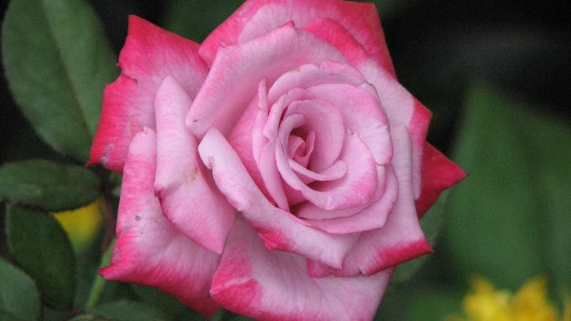 Rosa (rosa weiß) samen for anpflanzung in home garten