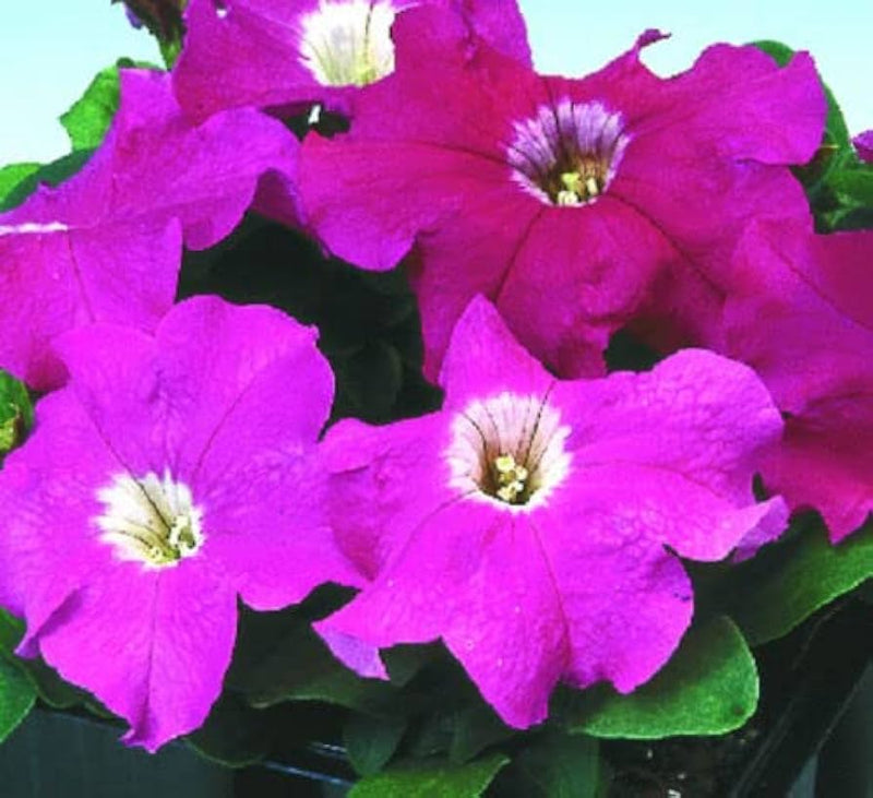 Logro floribunda rose vein petunia blume samen for striking displays