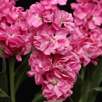 Rosa matthiola incana blume samen for anpflanzung - long bloom season, heirloom & gmo free samen for home garten
sale samen for anpflanzung in home garten