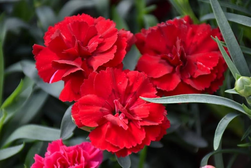 Rojo, claveles, semillas de flores para sembrar, variedad resistente, variedad tradicional y sin ingeniería genética, semillas para el jardín doméstico
