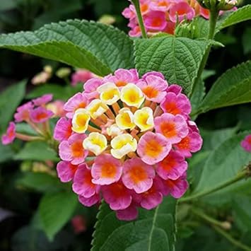 Rosa gelb lantana blume samen for anpflanzung - wildflower mix, heirloom & gmo free samen for home garten
sale samen for anpflanzung in home garten