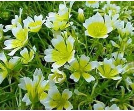 Weiß gelb limnanthes douglasii blume samen for anpflanzung - seasonal bloomer, heirloom & gmo free samen for home garten
sale for anpflanzung in home garten