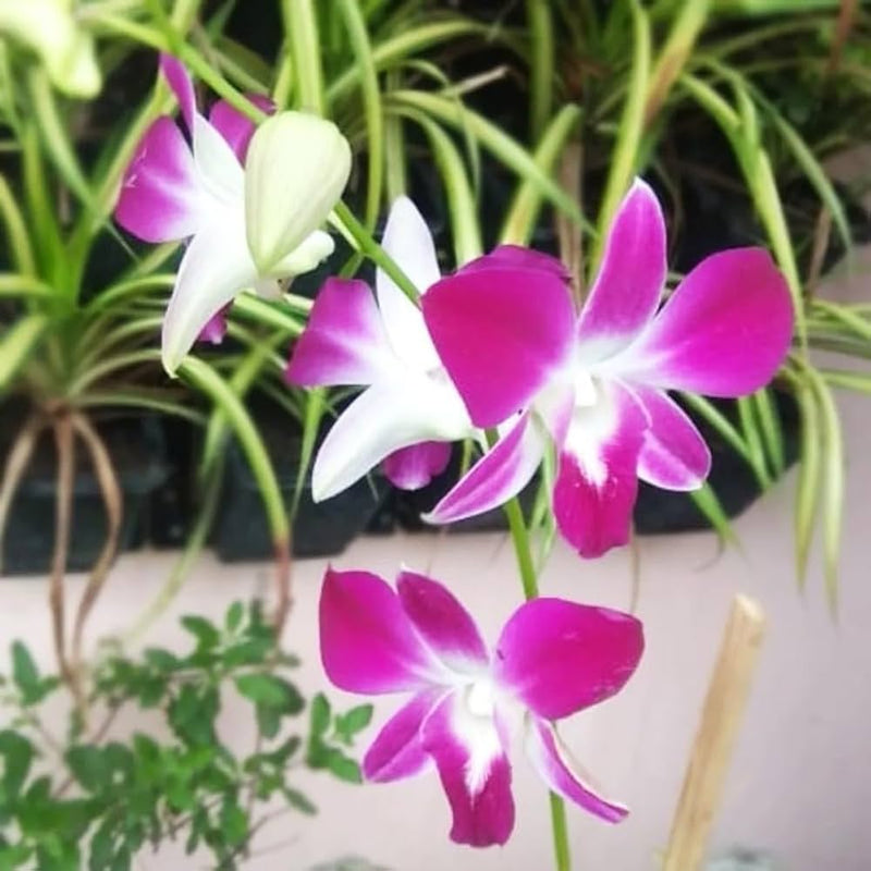 Semillas de orquídea rosa y blanca, crecimiento compacto, variedad tradicional y sin OMG para el jardín doméstico