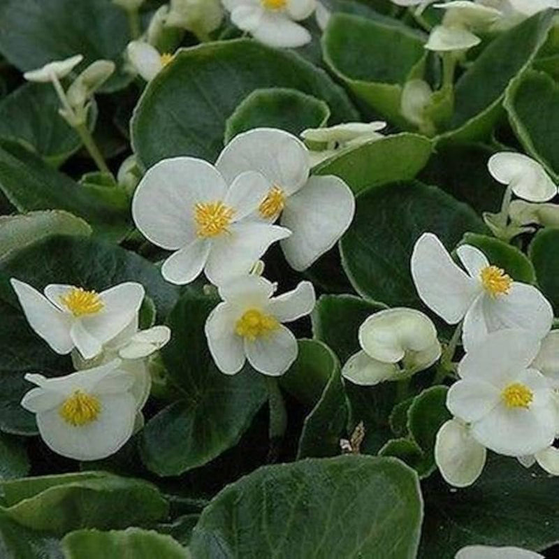 Pelleted begonia hot tip weiß samen