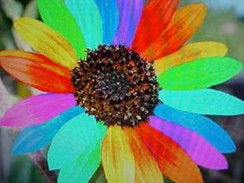 Rainbow sunflower blume samen for anpflanzung - hardy variety, heirloom & gmo free samen for home garten
sale samen for anpflanzung in home garten