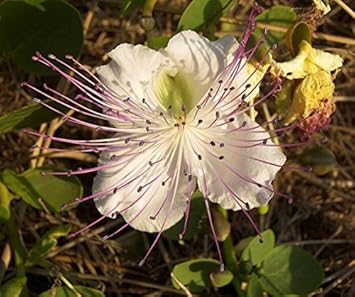 Weiß capparis blume samen for anpflanzung - sun loving, heirloom & gmo free samen for home garten
sale samen for home garten