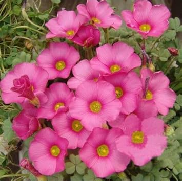 Rosa carpet oxalis blume samen for anpflanzung - garten favorite, heirloom & gmo free samen for home garten
sale samen for home garten