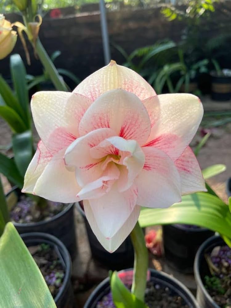 Rose et blanc, amaryllis, graines de fleurs à semer, facile à entretenir, variété traditionnelle et sans OGM, graines pour jardin familial