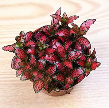 Rot fittonia verschaffeltii blume samen for anpflanzung - easy to grow, heirloom & gmo free samen for home garten
sale samen for home garten