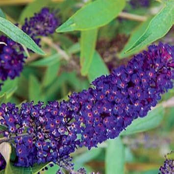 Heirloom butterfly bush blume samen for anpflanzung fragrant blossoms heirloom & gmo free samen for home garten
sale for anpflanzung in home garten