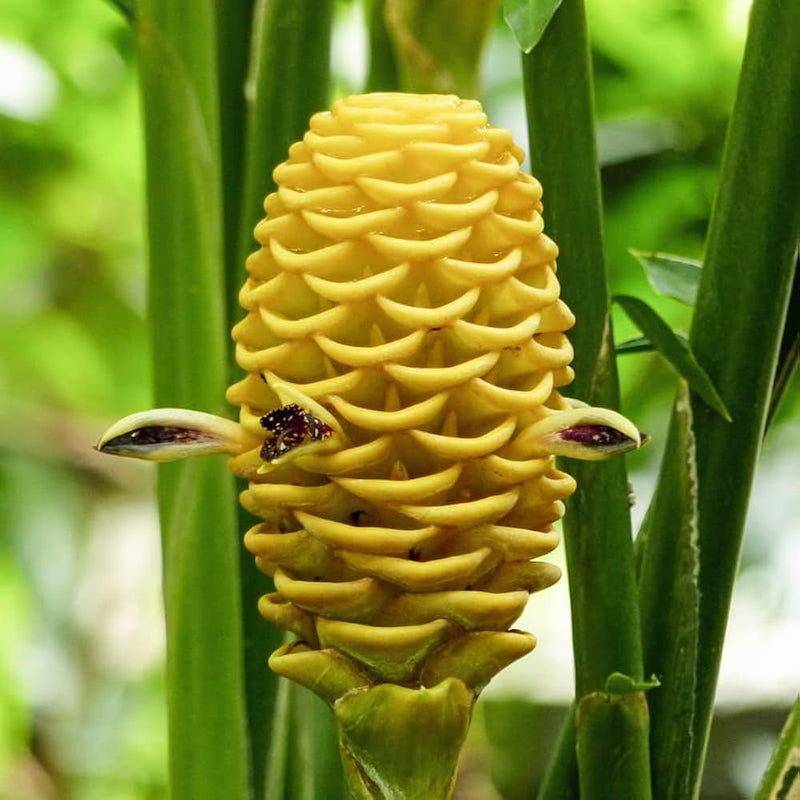 Semillas de flores de jengibre colmena para sembrar, popular como flor de corte, variedad tradicional y sin organismos modificados genéticamente, semillas para jardín doméstico