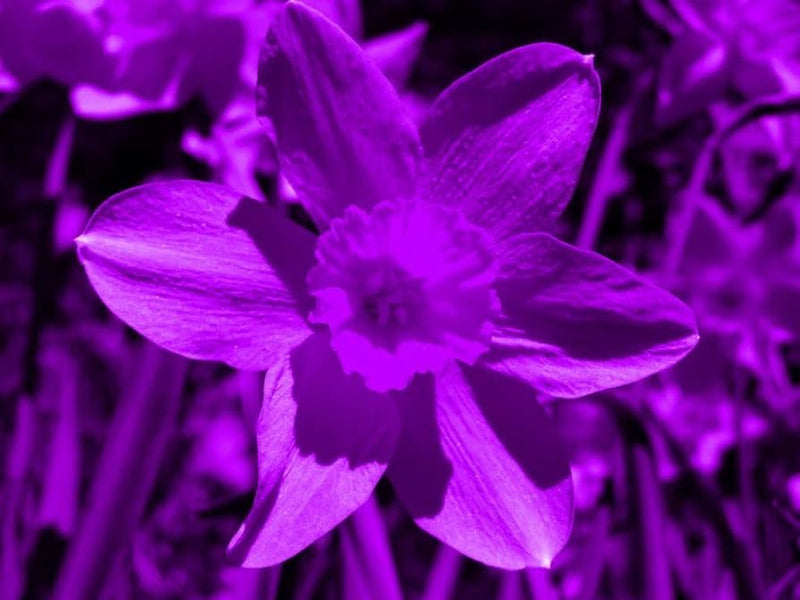graines de narcisses violets à semer – variété traditionnelle sans OGM, biologiques, graines de jardin, germination