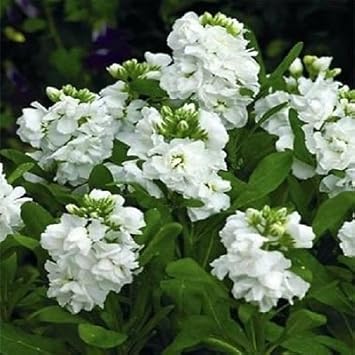 Weiß scented stock blume samen for anpflanzung - shade tolerant, heirloom & gmo free samen for home garten
sale for anpflanzung in home garten.