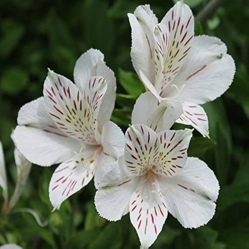 Weiß alstroemeria blume samen for anpflanzung - hardy variety, heirloom & gmo free samen for home garten
sale samen for anpflanzung in home garten