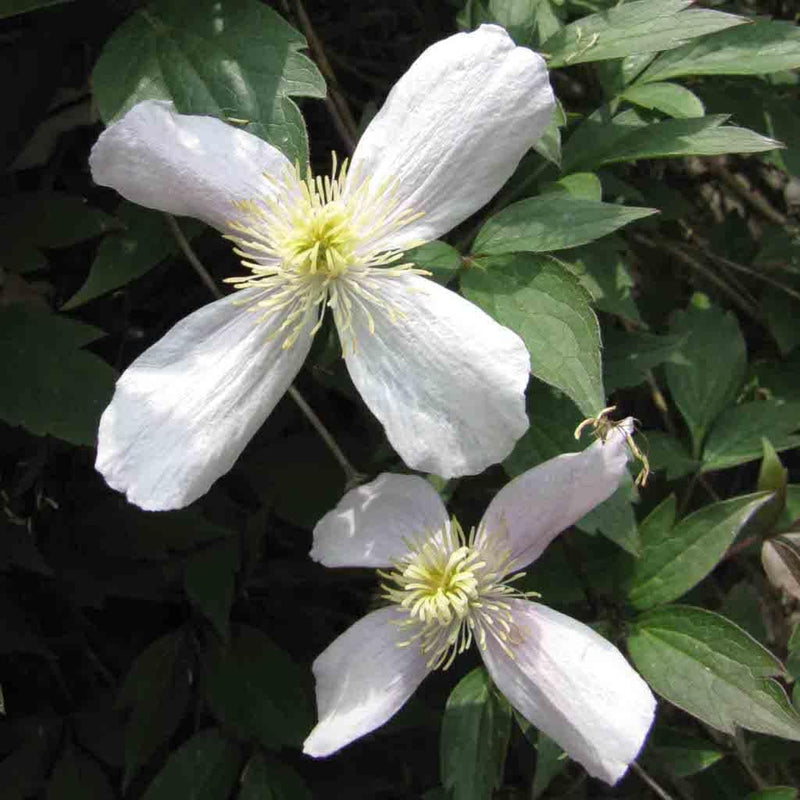 Weiß (weiß clematis) samen for anpflanzung in home garten