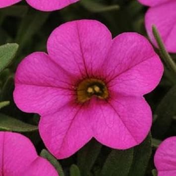 Rosa kabloom blume samen for anpflanzung - low maintenance, heirloom & gmo free samen for home garten
sale for anpflanzung in home garten.