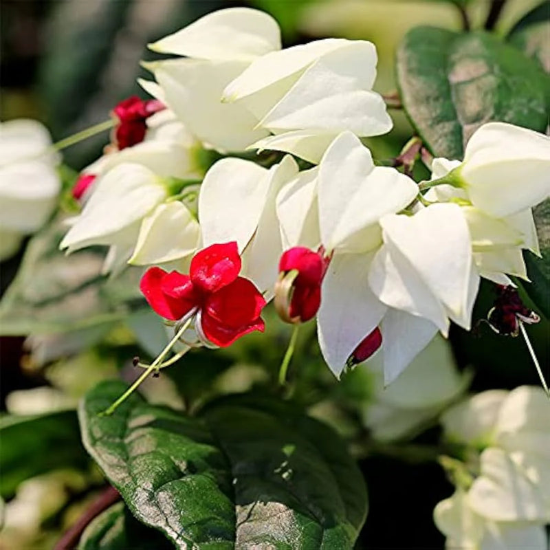 Semillas de flores de Clerodendrum thomsoniae blancas y rojas para sembrar – flores llamativas y crecimiento exuberante para el jardín