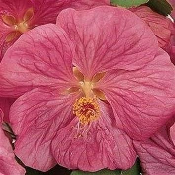 Abutilon bella blume samen for anpflanzung - hardy variety, heirloom & gmo free samen for home garten
sale samen for anpflanzung in home garten