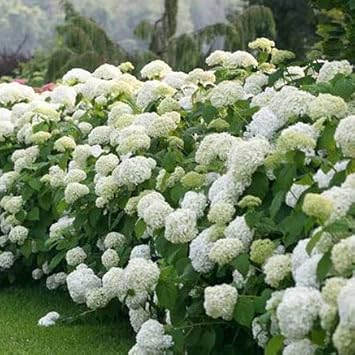 Rosa hydrangea blume samen for anpflanzung - cottage garten essential, heirloom & gmo free samen for home garten
sale for anpflanzung in home garten.