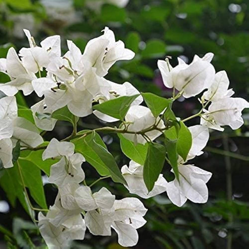 Weiß bougainvillea kousa blume samen for anpflanzung - easy to grow, heirloom & gmo free samen for home garten
sale for anpflanzung in home garten.