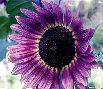 Violet sunflower perennial blume samen for anpflanzung, heirloom non-gmo organic garten samen
sale samen for home garten