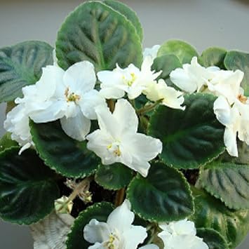 Weiß african violet blume samen for anpflanzung - fragrant blossoms, heirloom & gmo free samen for home garten
sale for anpflanzung in home garten