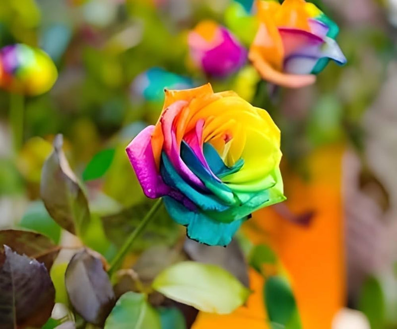 Rainbow rose blume samen