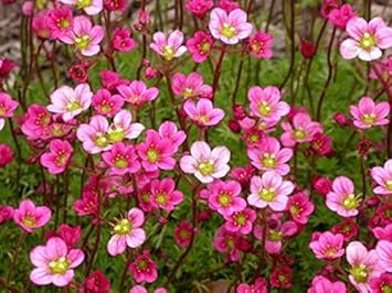 Heirloom saxifrage rose for anpflanzung - perfect for borders, heirloom & gmo free samen for home garten
sale samen for home garten