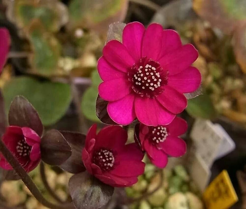 Medallion blume zinnia elegans for anpflanzung in blume bed