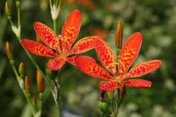 Belamcand blume samen for anpflanzung hardy variety heirloom & gmo free samen for home garten
sale for anpflanzung in home garten