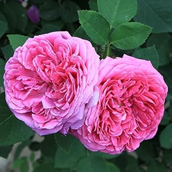 Heirloom damask rose blume samen for anpflanzung - bright blooms, heirloom & gmo free samen for home garten
sale samen for anpflanzung in home garten