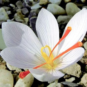Weiß crocus blume samen for anpflanzung - premium quality, heirloom & gmo free samen for home garten
sale for anpflanzung in home garten.