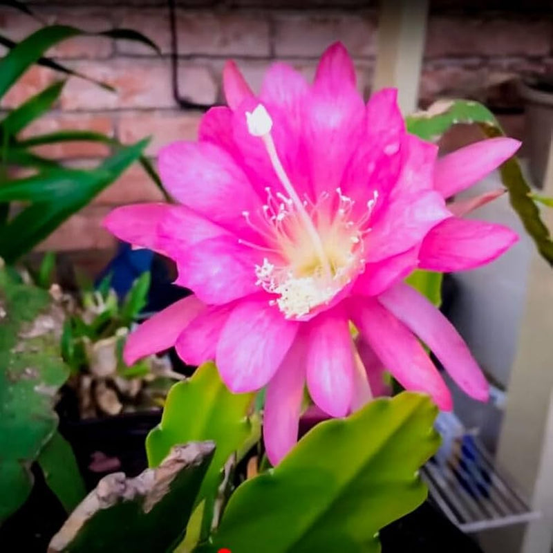Semillas de flores de Epiphyllum oxypetalum rosas para sembrar – variedad resistente – variedad tradicional y sin OGM, semillas para el jardín doméstico