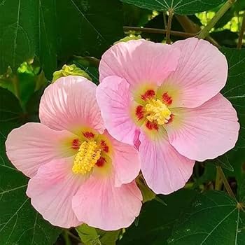 Graines de fleurs d’hibiscus couleur pêche à semer, mélange de fleurs sauvages, variété traditionnelle et sans OGM, graines pour jardin familial