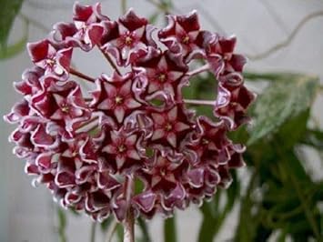 Rot hoya ball blume samen for anpflanzung - long bloom season, heirloom & gmo free samen for home garten
sale for anpflanzung in home garten.