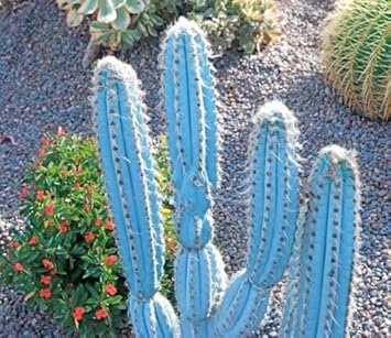 Heirloom pilosocereus blume samen for anpflanzung hardy variety heirloom & gmo free samen for home garten
sale for anpflanzung in home garten