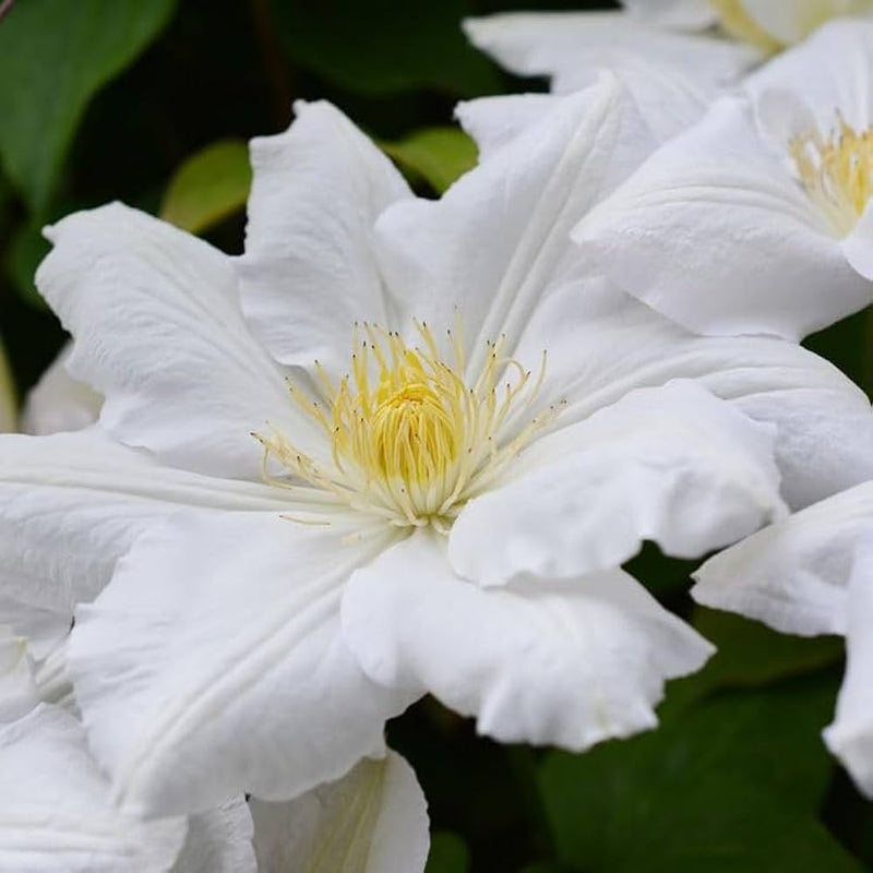 Clematis rampicant weiß blume samen for climbing display