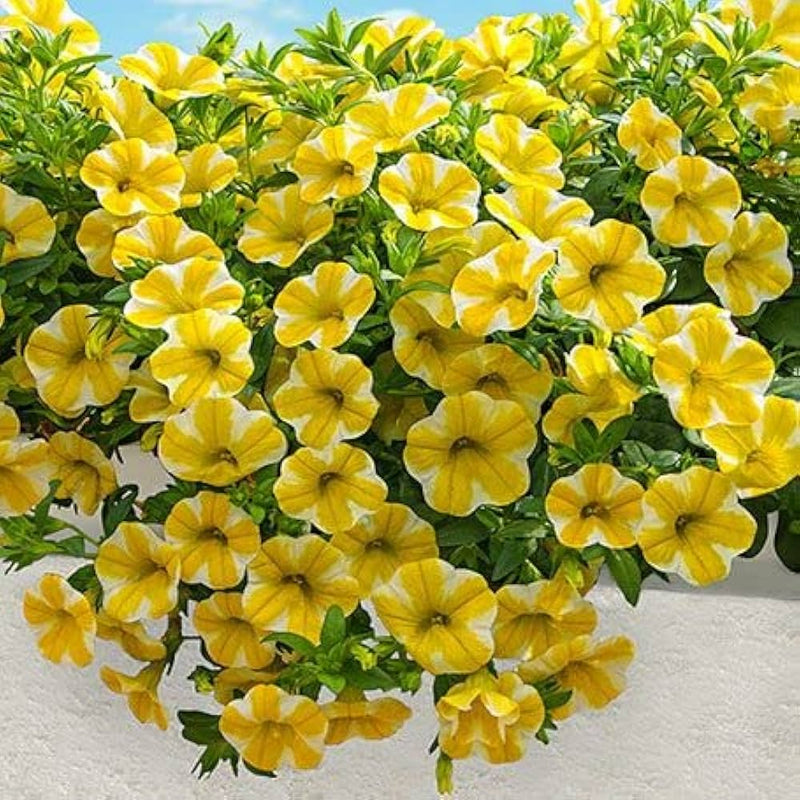 Weiß gelb calibrachoa blume samen for anpflanzung - wildflower mix, heirloom & gmo free samen for home garten
sale for anpflanzung in home garten.