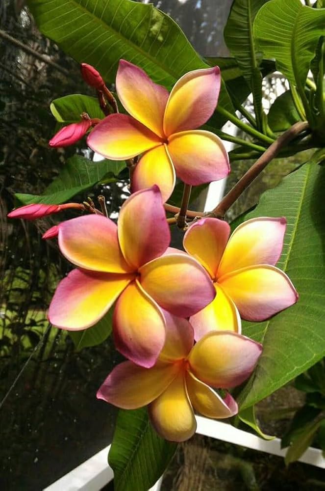 Semillas de flores de Plumeria para siembra – temporada de floración prolongada – variedad tradicional y semillas para jardín doméstico sin ingeniería genética