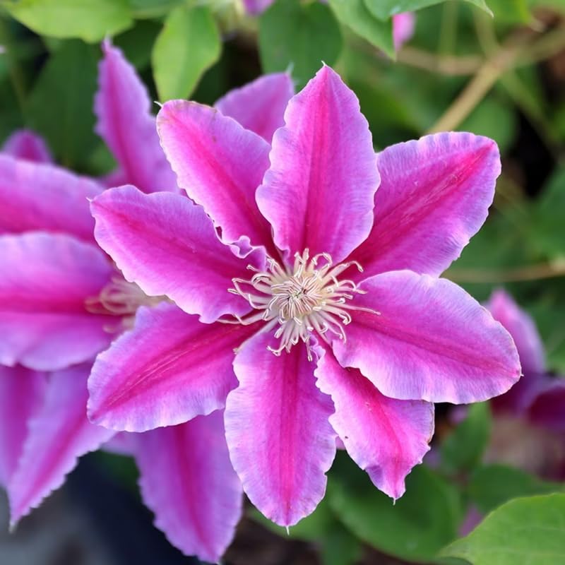 Semillas de flores de clemátide para sembrar – fáciles de cuidar – variedad tradicional y sin ingeniería genética, semillas para el jardín doméstico