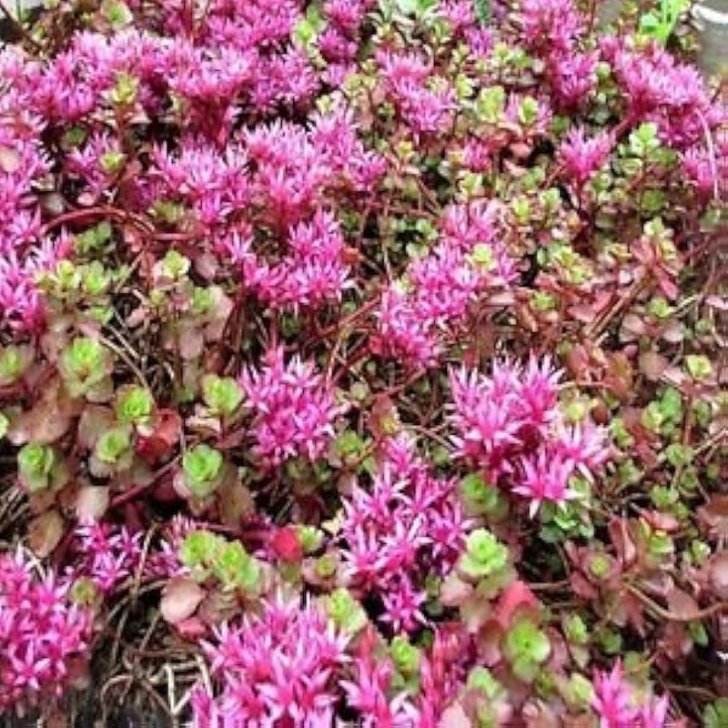 Rosa sedum spurium blume samen for anpflanzung - colorful display, heirloom & gmo free samen for home garten
sale samen for home garten