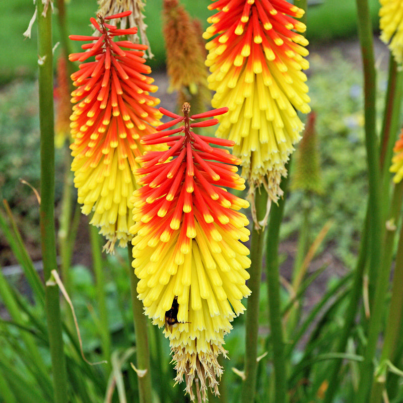 Graines de Kniphofia rouge et jaune à semer – longue saison de floraison – variété traditionnelle et sans OGM, graines pour le jardin familial