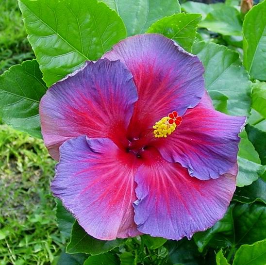 Graines de fleurs roses et bleues d’hibiscus à semer – variété robuste – variété traditionnelle et graines sans OGM pour le jardin familial